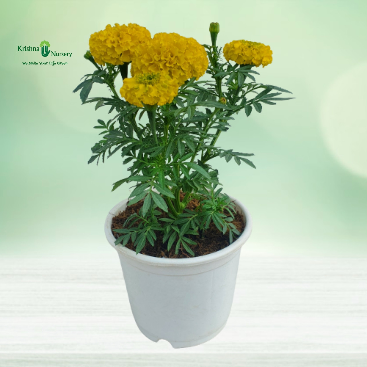 Marigold Inca Plant - Seasonal Plants -  - marigold-inca-plant -   