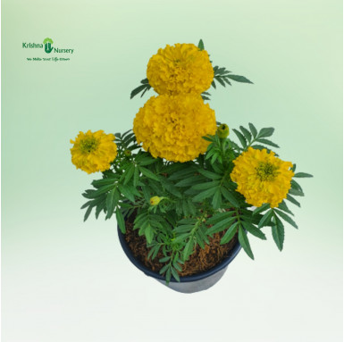 Marigold Inca Plant - Seasonal Plants -  - marigold-inca-plant -   