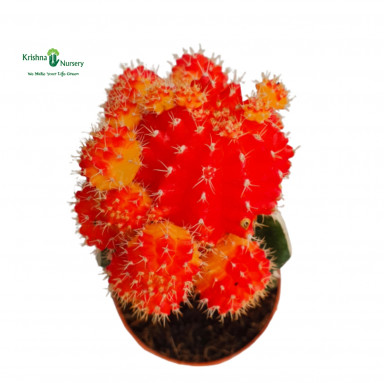 Moon Cactus Plant (Available Colors : Red, Orange, Pink) - Cactus Plants -  - moon-cactus-plant-available-colors-red-orange-pink
