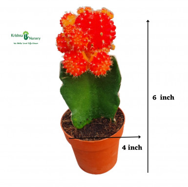 Moon Cactus Plant (Available Colors : Red, Orange, Pink) - Cactus Plants -  - moon-cactus-plant-available-colors-red-orange-pink