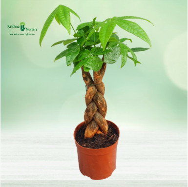 Small Braided Pachira Plant - Gifting Plants -  - small-braided-pachira-plant -   