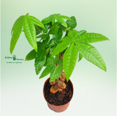 Small Braided Pachira Plant - Gifting Plants -  - small-braided-pachira-plant -   