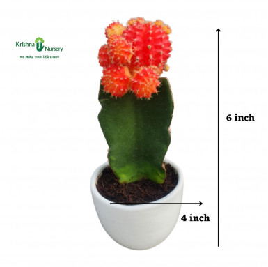 Moon Cactus Plant with Round Ceramic Pot - Cactus Plants -  - moon-cactus-plant-with-round-ceramic-pot -   
