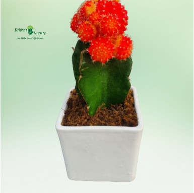 Moon Cactus Plant with Square Ceramic Pot - Cactus Plants -  - moon-cactus-plant-with-square-ceramic-pot -   