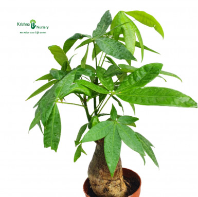 Small Pachira Tree - Bonsai Plants -  - small-pachira-tree -   
