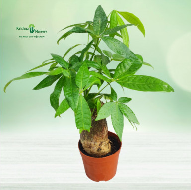 Small Pachira Tree - Bonsai Plants -  - small-pachira-tree -   