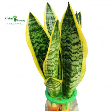 Golden Sansevieria Plant with Hydroponic Planter - Indoor Plants -  - golden-sansevieria-plant-with-hydroponic-planter -   