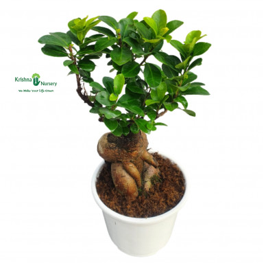 Ficus Ginseng Bonsai - Bonsai Plants -  - ficus-ginseng-bonsai -   