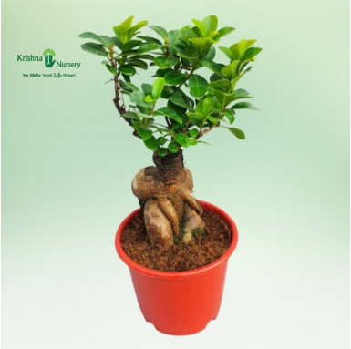 Ficus Ginseng Bonsai - Bonsai Plants -  - ficus-ginseng-bonsai -   