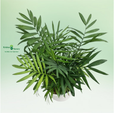 Chamaedorea Palm - Indoor Plants -  - chamaedorea-palm -   