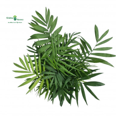 Chamaedorea Palm - Indoor Plants -  - chamaedorea-palm -   