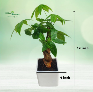 Small Braided Pachira Plant with Ceramic Pot - Indoor Plants -  - small-braided-pachira-plant-with-ceramic-pot -   