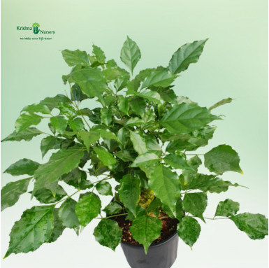 Radermachera Bonsai Plant - Indoor Plants -  - radermachera-bonsai-plant -   