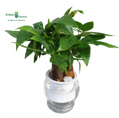 Pachira Plant 3-in-1 with Hydroponic Planter - Bonsai Plants -  - pachira-plant-3-in-1-with-hydroponic-planter -   