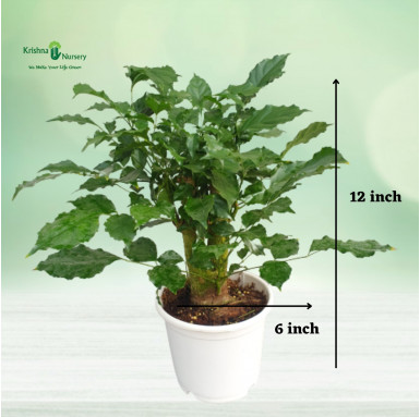 Radermachera Bonsai Plant - Indoor Plants -  - radermachera-bonsai-plant -   