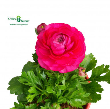 Ranunculus Flower Plant (Any Color) - Winter Season Plants -  - ranunculus-flower-plant-any-color -   