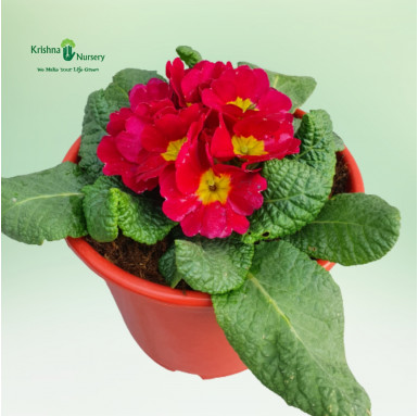 Primula Plant (Primrose) - Red Flower - Winter Season Plants -  - primula-plant-primrose-red-flower -   