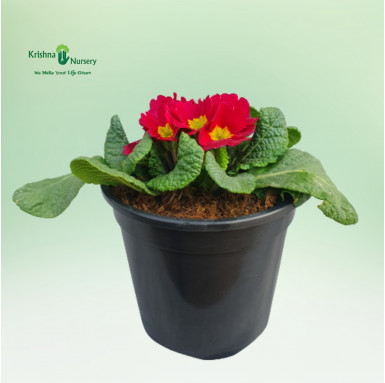 Primula Plant (Primrose) - Red Flower - Winter Season Plants -  - primula-plant-primrose-red-flower -   
