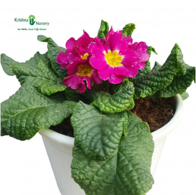 Primula Plant (Primrose) - Pink Flower - Winter Season Plants -  - primula-plant-primrose-pink-flower -   