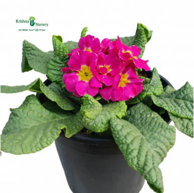 Primula Plant (Primrose) - Pink Flower - Winter Season Plants -  - primula-plant-primrose-pink-flower -   