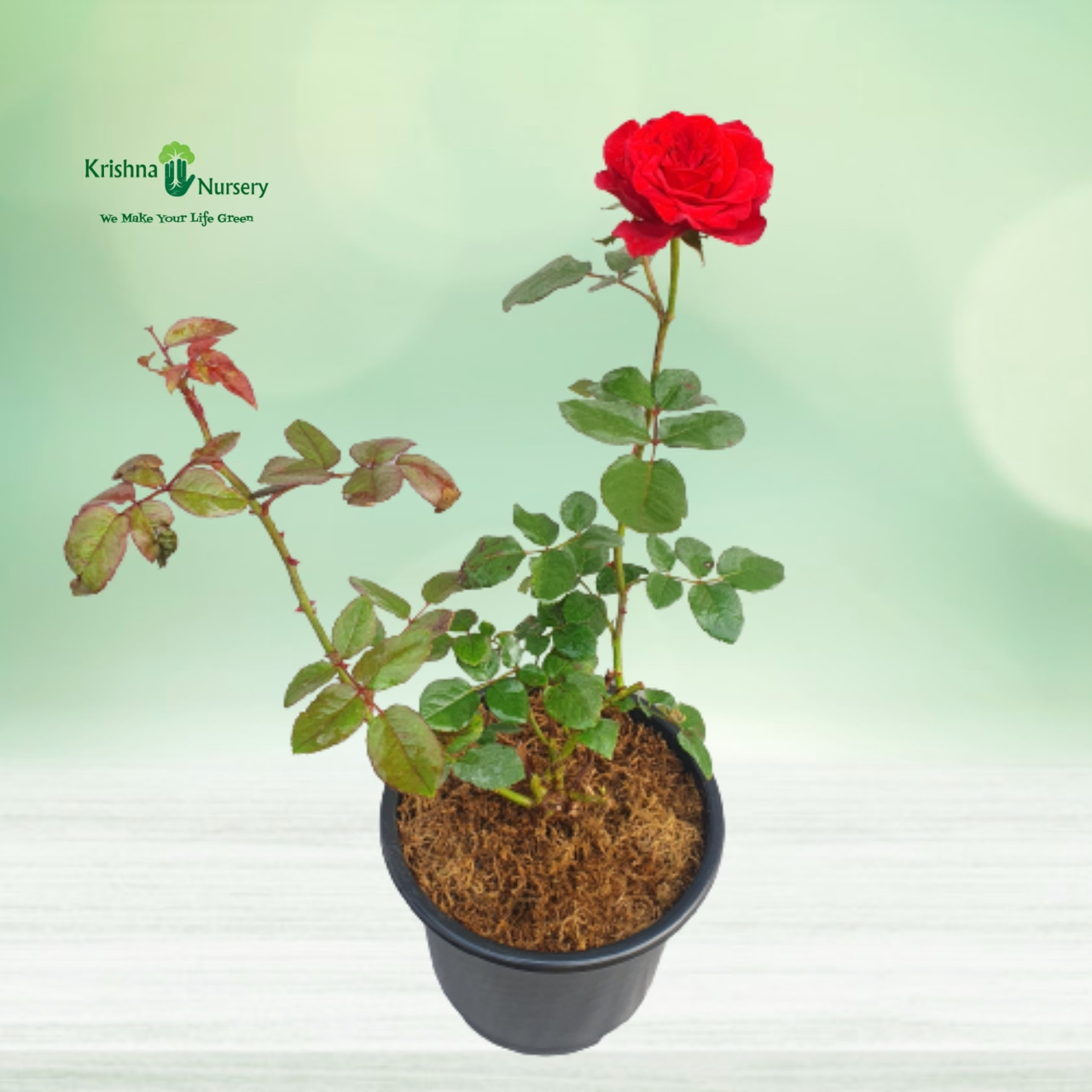 Rose Flower Plant (Any Color) - Flower Plants -  - rose-flower-plant-any-color -   