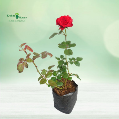 Rose Flower Plant (Any Color) - Flower Plants -  - rose-flower-plant-any-color -   