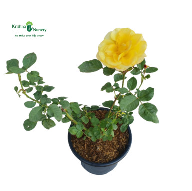 Yellow Rose Flower Plant - Flower Plants -  - yellow-rose-flower-plant -   
