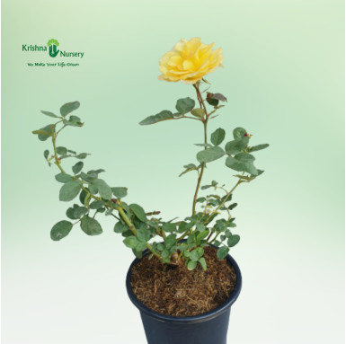 Yellow Rose Flower Plant - Flower Plants -  - yellow-rose-flower-plant -   