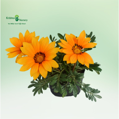 Yellow Gazania Flower Plant - Winter Season Plants -  - yellow-gazania-flower-plant -   
