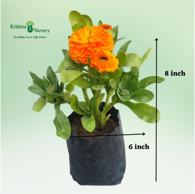 Orange Calendula Flower Plant - Winter Season Plants -  - orange-calendula-flower-plant -   