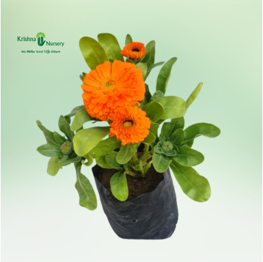 Orange Calendula Flower Plant - Winter Season Plants -  - orange-calendula-flower-plant -   