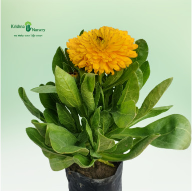 Yellow Calendula Flower Plant - Winter Season Plants -  - yellow-calendula-flower-plant -   