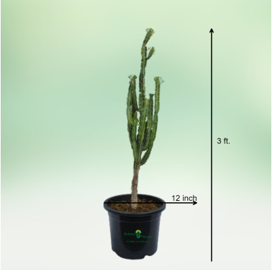 Green Cactus Plant - Cactus Plants -  - green-cactus-plant -   