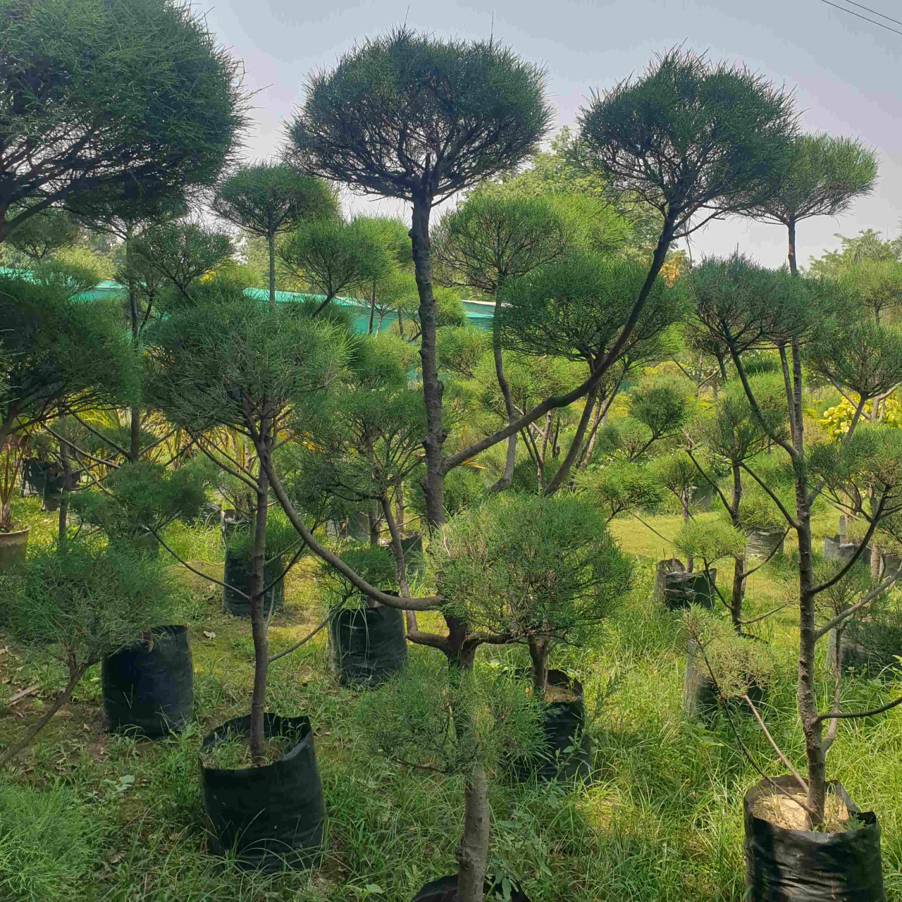 Casuarina Topiary Plant - Multi Ball Plant - Landscape Products -  - casuarina-topiary-plant-multi-ball-plant -   