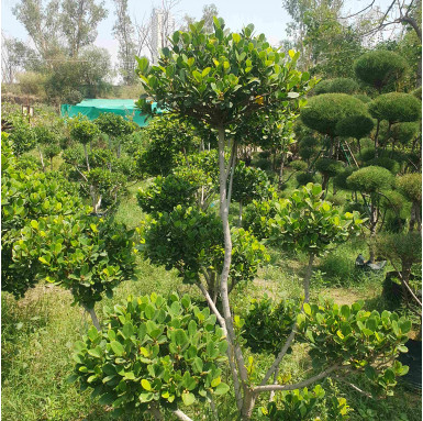 Ficus Longisland Topiary - Landscape Products -  - ficus-longisland-topiary -   