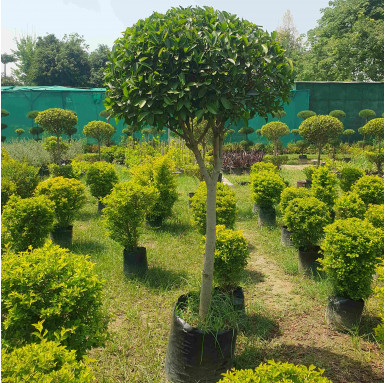 Ficus Ratusa Ball Plant - Landscape Products - %product-name%%separator%%shop-name%%separator%%category% - ficus-ratusa-ball-pla