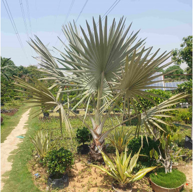 Bismarckia Palm - Landscape Products -  - bismarckia-palm -   