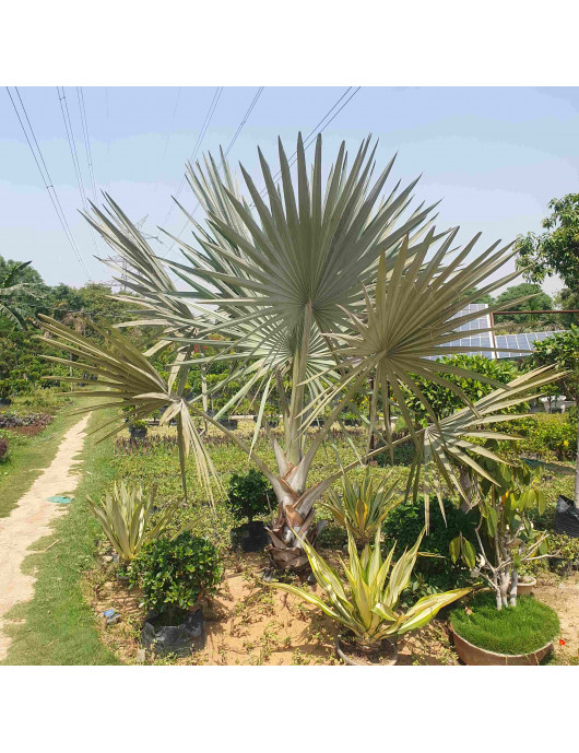 Bismarckia Palm