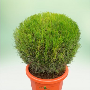 Casuarina Round Ball Plant - Outdoor Plants -  - casuarina-round-ball-plant -   