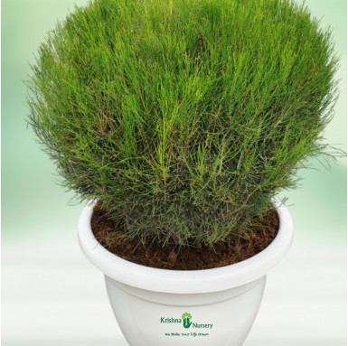 Casuarina Round Ball Plant - Outdoor Plants -  - casuarina-round-ball-plant -   