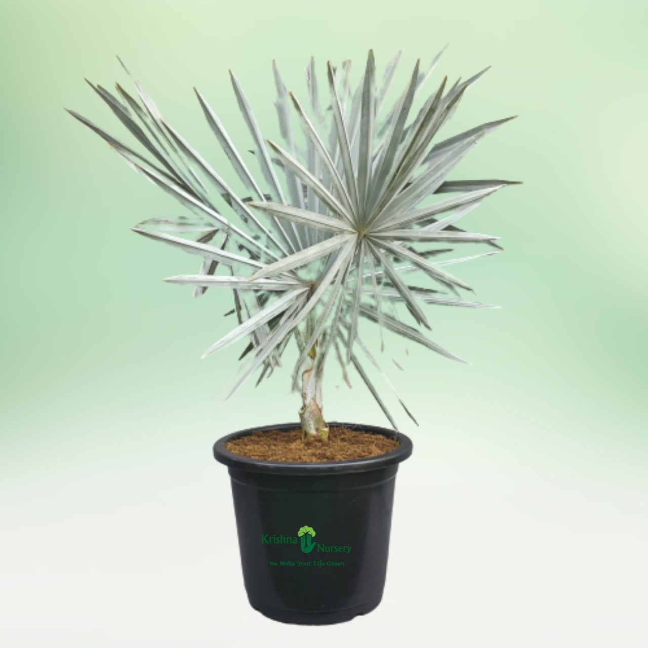 Bismarckia Palm - 18 Inch - Black Pot