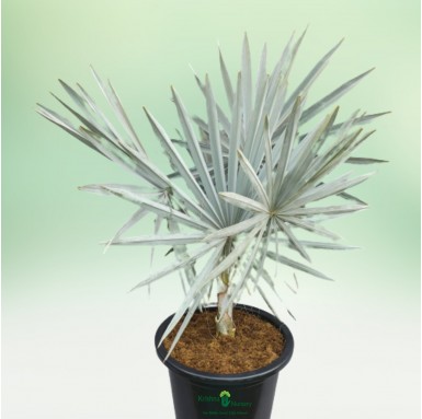 Bismarckia Palm - Outdoor Plants -  - bismarckia-palm -   