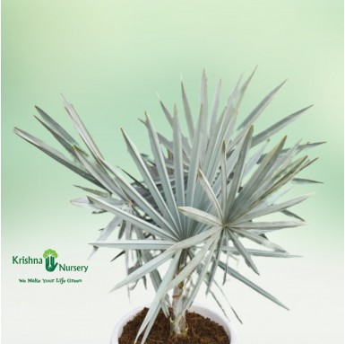 Bismarckia Palm - 22 Inch - White Pot