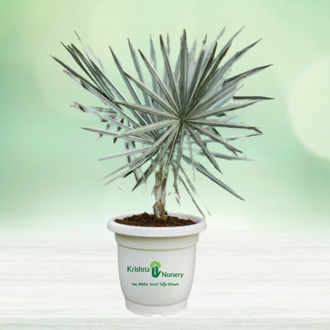 Bismarckia Palm - 22 Inch - White Pot