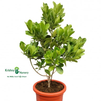 Rosea Clusia Plant - Outdoor Plants -  - rosea-clusia-plant -   