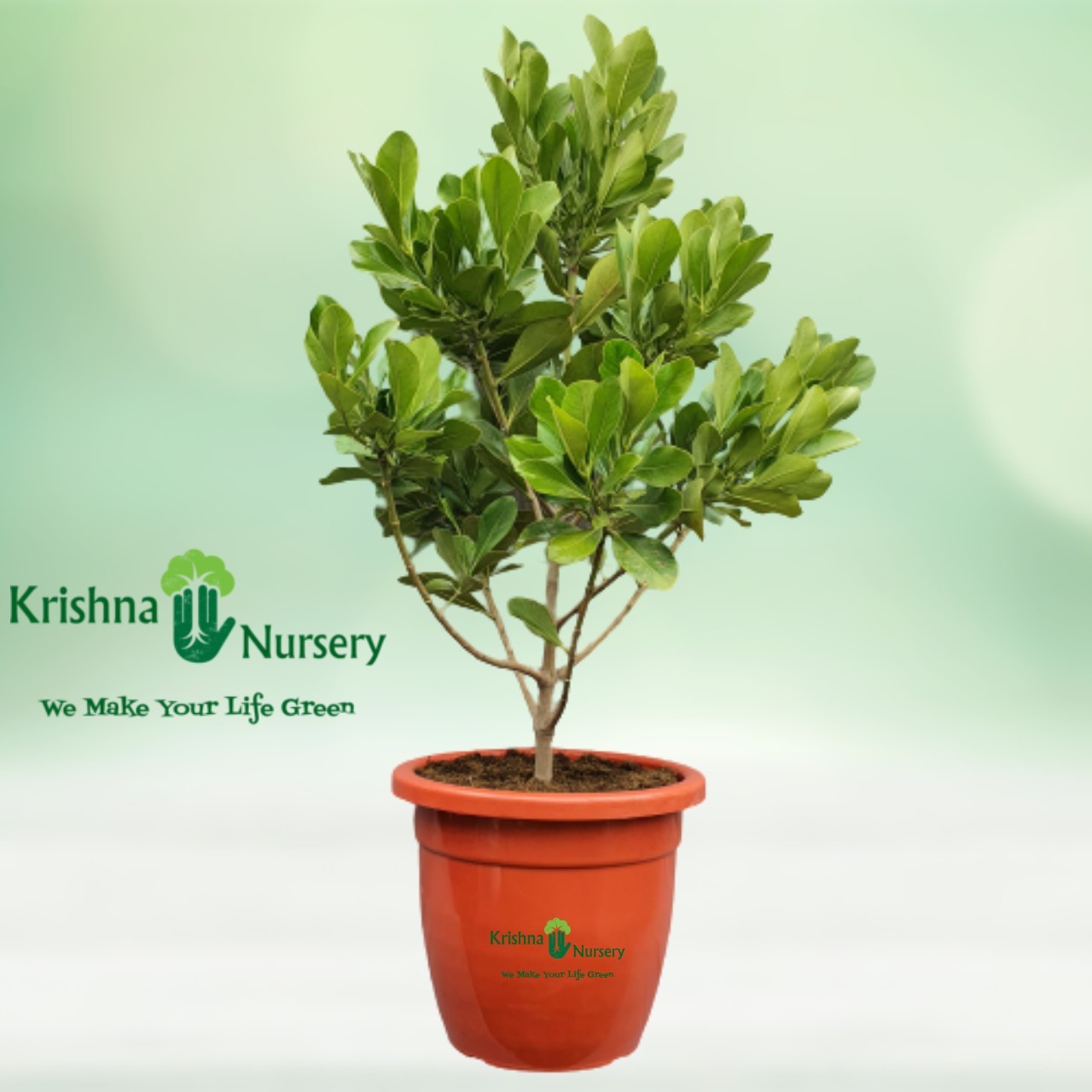 Rosea Clusia Plant - 22 Inch - Red Pot