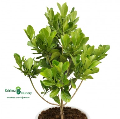Rosea Clusia Plant - Outdoor Plants -  - rosea-clusia-plant -   