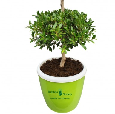 Micro Ficus Double Ball Plant - Outdoor Plants -  - micro-ficus-double-ball-plant -   
