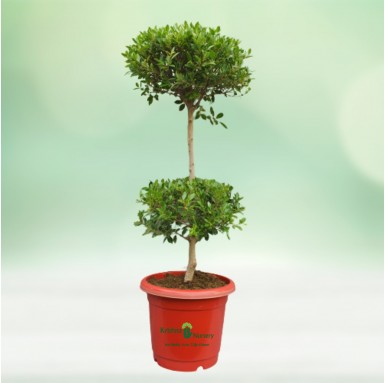 Micro Ficus Double Boll Plant