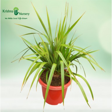Screw Pine Plant - Outdoor Plants -  - screw-pine-plant -   